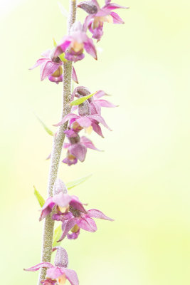 ND5_6290F bruinrode wespenorchis (Epipactis atrorubens, Dark-red helleborine or Royal helleborine).jpg