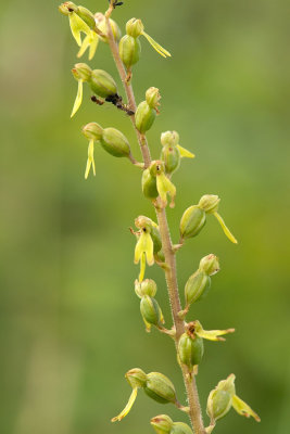 ND5_7923F grote keverorchis (Neottia ovata, Common twayblade).jpg