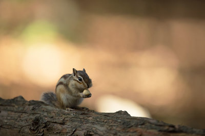 ND5_0150F Siberische grondeekhoorn (Tamias sibiricus, Siberian chipmunk).jpg