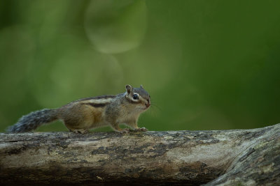 ND5_1169F Siberische grondeekhoorn (Tamias sibiricus, Siberian chipmunk).jpg