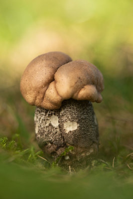 ND5_4106F harde populierboleet (Leccinum duriusculum).jpg