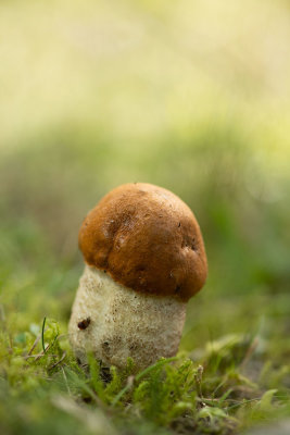 ND5_4154F oranje populierboleet (Leccinum albostipitatum).jpg