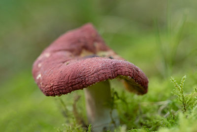 ND5_4235F russula spec..jpg