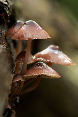 ND5_4837F grote bloedsteelmycena(Mycena haematopus, Bleeding mycena).jpg