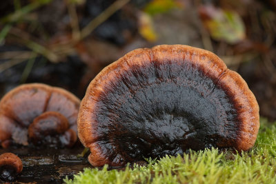 ND5_4891F valse teervlekkenzwam (Ischnoderma resinosum, Late fall polypore).jpg