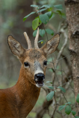 ND5_9429F ree (Capreolus capreolus, Roe).jpg