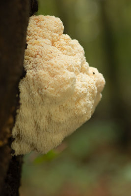 ND5_6276F pruikzwam (Hericium erinaceus, Lion's mane mushroom).jpg