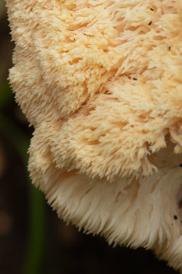 ND5_6299F pruikzwam (Hericium erinaceus, Lion's mane mushroom).jpg