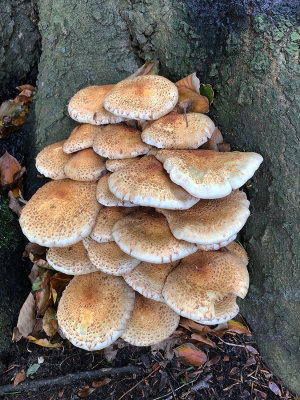 IMG_5256F schubbige bundelzwam (Pholiota squarrosa, Shaggy scalycap).jpg