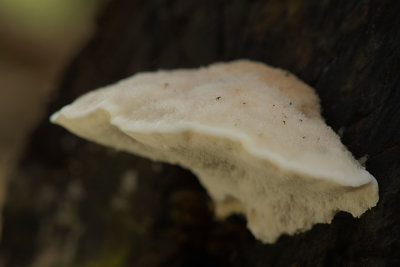 ND5_6501F asgrauwe kaaszwam (Postia tephroleuca, Greyling bracket).jpg