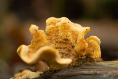 ND5_6453F gele kostzwam (Stereum hirsutum, False turkey tail).jpg