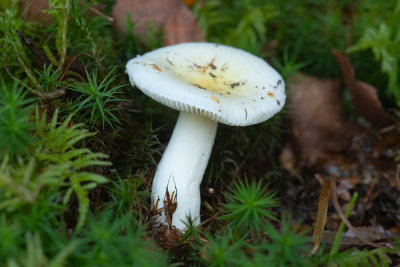 ND5_6638F zonnerussula (Russula solaris).jpg