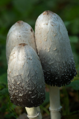 ND5_6735F geschubde inktzwam (Coprinus comatus, Shaggy ink cap).jpg