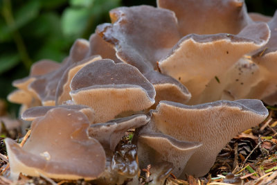 ND5_9337F stekeltrilzwam (Pseudohydnum gelatinosum, Toothed jelly fungus or False hedgehog mushroom).jpg