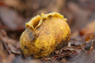 ND5_3650F gele aardappelbovist (Scleroderma citrinum, Common earthball).jpg