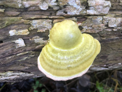 IMG_5727F witte bultzwam (Trametes gibbosa, Lumpy bracket).jpg