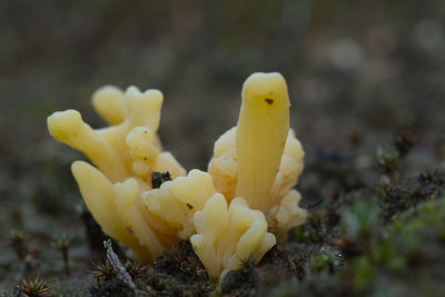 ND5_3417F heideknotszwam (Clavaria argillacea).jpg