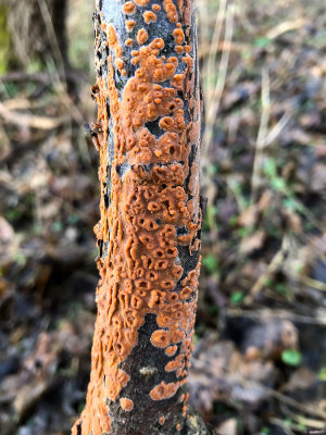 IMG_5976F oranjerode schorszwam (Peniophora incarnata, Rosy crust fungus).jpg