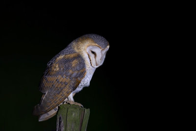 ND5_4854F kerkuil (Tyto alba, Barn owl).jpg