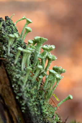 ND5_2533F kopjesbekermos (Cladonia fimbriata).jpg