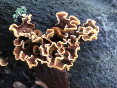 IMG_6072F gele kostzwam (Stereum hirsutum, False turkey tail).jpg