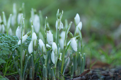 ND5_7009F gewoon sneeuwklokje (Galanthus nivalis, Snowdrop or Common snowdrop).jpg
