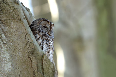 ND5_1862F bosuil (Strix aluco, Tawny owl or Brown owl).jpg