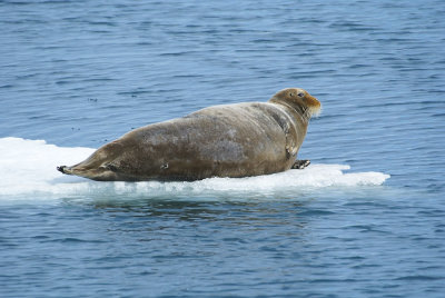 1-626F baardrob (Erignathus barbatus, Bearded seal).jpg