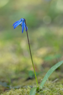 ND5_4213F Oosterse sterhyacint (Scilla siberica, Siberian squill or Wood squill).jpg
