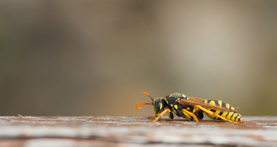 D40_4382F Franse veldwesp (Polistes dominula, European paper wasp).jpg