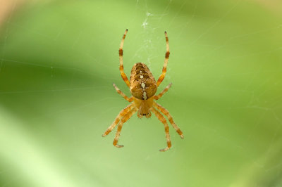 D4S_4887F kruisspin(Araneus diadematus, European Garden Spider).jpg