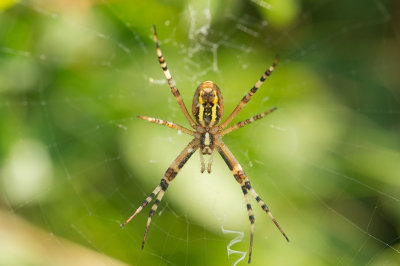 D4S_4909F tijgerspin (Argiope bruennichi, Wasp Spider).jpg