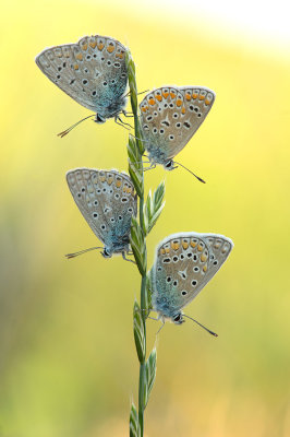 D4S_7568F icarusblauwtje (Polyommatus icarus, Common Blue).jpg