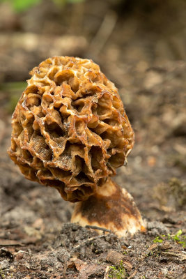 ND5_4303F gewone morielje (Morchella esculenta, Common morel).jpg