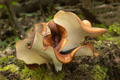 ND5_4349F peksteel (Polyporus badius).jpg