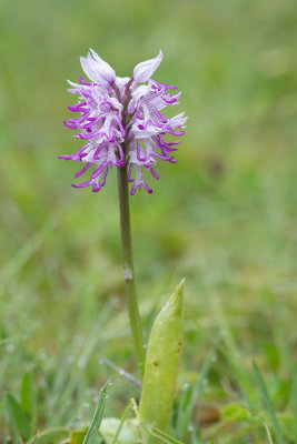 ND5_6007F aapjesorchis (Orchis simia, Monkey orchid).jpg
