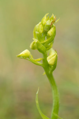 ND5_6161F bergnachtorchis (Platanthera chlorantha, Greater butterfly-orchid).jpg