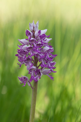 ND5_6737F soldaatje (Orchis militaris, Military orchid).jpg