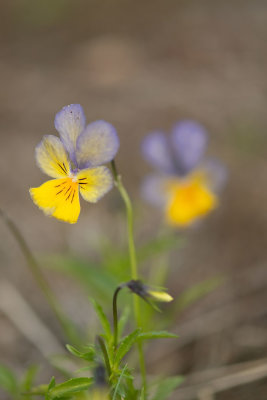 ND5_7774F zinkviooltje s.s. (Viola lutea subsp. calaminaria).jpg