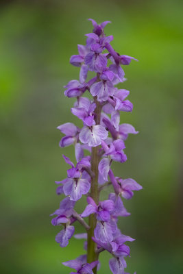ND5_8132F mannetjesorchis (Orchis mascula, Early-purple orchid).jpg