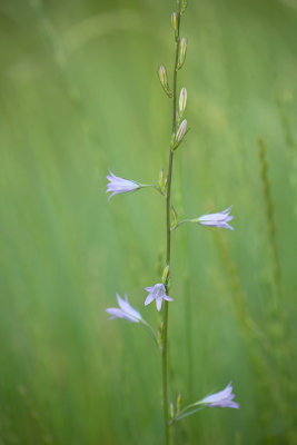 ND5_2392F rapunzelklokje (Campanula rapunculus, Rampion bellflower).jpg