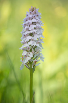 ND5_1666F bosorchis + gevlekte orchis (Dactylorhiza fuchsii, Common spotted orchid + Dactylorhiza maculata, Spotted orchid).jpg