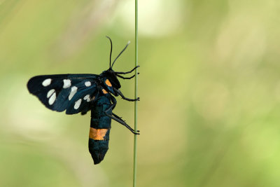 ND5_2019F phegeavlinder (Amata phegea, Nine-spotted moth).jpg