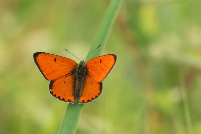 ND5_5505F grote vuurvlinder mn. (Lycaena dispar batava, Large copper male).jpg