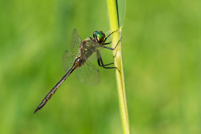 ND5_7461F gevlekte glanslibel mn. (Somatochlora flavomaculata, Yellow-spotted emerald male).jpg
