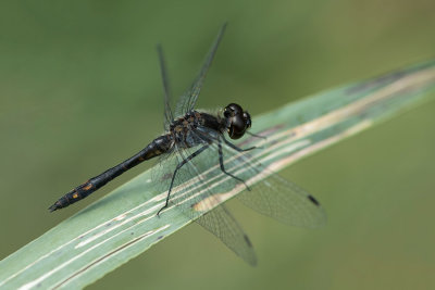 ND5_7888F zwarte heidelibel mn. (Sympetrum danae, Black darter or Black meadowhawk male).jpg