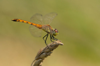 ND5_7927F Kempense heidelibel (Sympetrum depressiusculum, Spotted darter).jpg