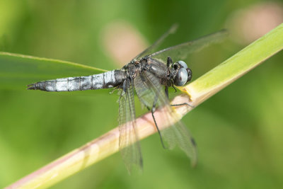 ND5_5823F bruine korenbout (Libellula fulva, Scarce chaser).jpg