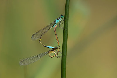 ND5_6505F lantaarntje (Ischnura elegans, Blue-tailed Damselfly).jpg
