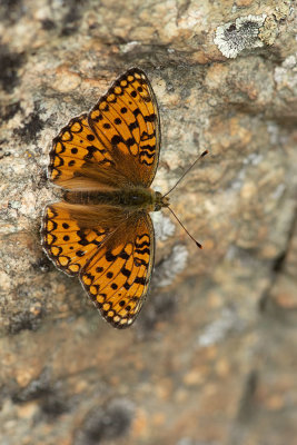 ND5_9165F duinparelmoervlinder (Argynnis niobe, Niobe Fritillary butterfly).jpg